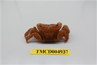 藏品(雙齒近相手蟹)的圖片